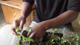 How To Transplant Stretched Or Leggy Tomato Seedlings [upl. by Htebilil]