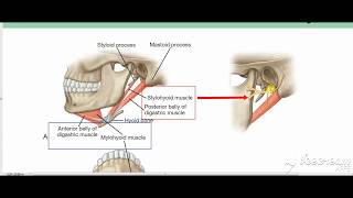 Suprahyoid muscles 5 [upl. by Ennaillek319]