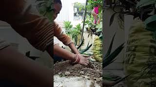 Agava plant Repotting trending amlaanbaag youtubeshorts shortvideo reels shorts [upl. by Arihppas]