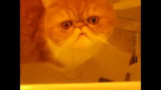 Exotic shorthair cat meows [upl. by Abigael]