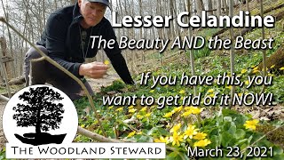 Lesser Celandine The Beauty AND the Beast  March 23 2021 [upl. by Jeu480]