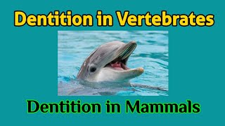 Dentition in Vertebrates  Dentition in Mammals  Different Types of Dentition  AM Biologie Notes [upl. by Jehial614]