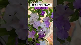 향기 진한 꽃 브룬펠시아 자스민 Brunfelsia 키우기 [upl. by Viki]