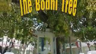 The Bodhi Tree The Wayfarers  With Lyrics [upl. by Adlemi]