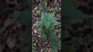 Stinging nettles England ￼ [upl. by Nosemyaj]