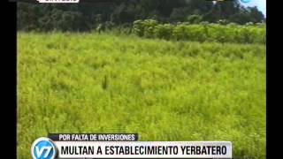 Visión Siete Yerba mate El Gobierno multó a la empresa Las Marías por incumplir con inversiones [upl. by Ester]