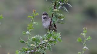 Çizgili ötleğen ötüşü  Barred Warbler song [upl. by Ettenay159]