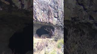 Secret Elk Hideaway Exposed [upl. by Reynold]