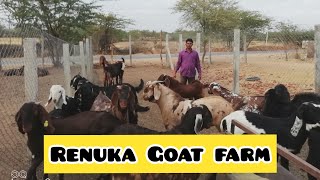 Renuka Goat Farm Nagaur Rajasthan [upl. by Fitzgerald665]