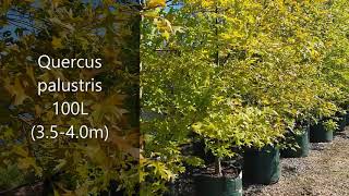 Stunning Quercus palustris 100L 3540m [upl. by Dray613]