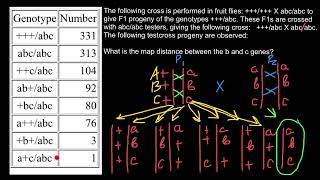 LINKAGE CROSSINGOVER amp GENE MAPPING IN DROSOPHILA [upl. by Assiralc284]