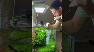 Free co2 application memes youtubeshorts aquarium fish plants [upl. by Arehsat]