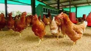 Proyecto Gallinas felices ecológicas y sanas  Bienestar avícola  Fundases [upl. by Snebur]