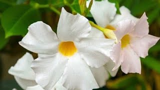 How to grow Mandevilla plants proper soil mixture [upl. by Yelram]