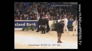 Rypke 321 K FPS Friesen Stallion HorseJournal International [upl. by Takashi]