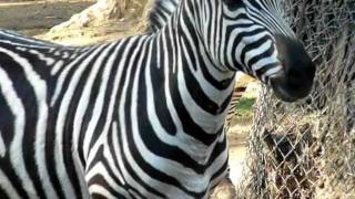 Zebra at Zoo [upl. by Simmons]