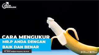 Mengukur Panjang MrP yang baik dan benar  Kelas Andrologi [upl. by Anivol]