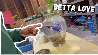 I Made the Most Basic Betta Fish Fish Tank with a Plant Vase [upl. by Eniledam]