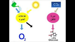 Photosynthesis  البناء الضوئي [upl. by Ahsemat]