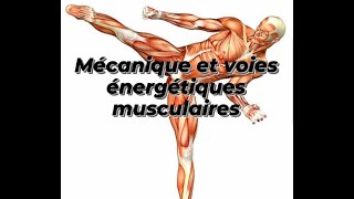 MECANIQUE ET ASPECT ENERGETIQUE DU MUSCLE SQUELETTIQUE [upl. by Vivia532]