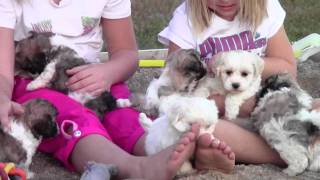 Zuchon Shichon Bichon Shih Tzu Hybrid Shichons [upl. by Stahl]