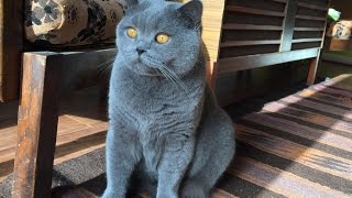 Coconut Blue British Shorthair Loves Brushing [upl. by Aer902]