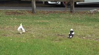 A cockatoo amp magpie fighting [upl. by Damalus]