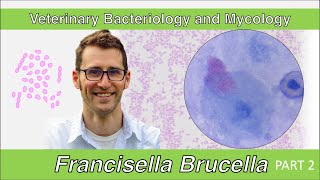 Francisella and Brucella Part 2  Veterinary Bacteriology and Mycology [upl. by Orban647]