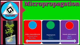 Micropropagation [upl. by Leorsiy]