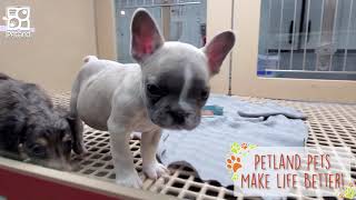 Petland instore and breeder footage 2022 [upl. by Nihi665]