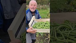 Les haricots verts un légume magique pour le jardin [upl. by Littlejohn18]