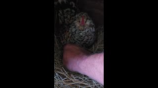 Got pecked by a mad hen while collecting eggs [upl. by Lindahl221]