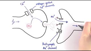 A2 Biology  Cholinergic synapses OCR A Chapter 135 [upl. by Idleman]