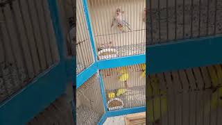 How many canaries kenari birdbreeding birdbreedingtips birdbreedingfarm birdbreeder canary [upl. by Yoong70]