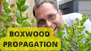 How to Propagate Boxwood from Cuttings [upl. by Averat]