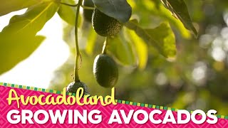 Avocadoland  Episode 1  Avocados From Mexico [upl. by Aicetel]