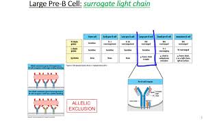 B Cell Development [upl. by Anilemrac]