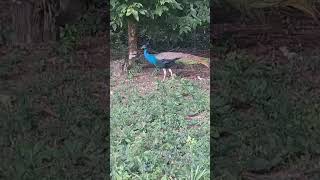 Pavo real viralvideo [upl. by Auqinat484]