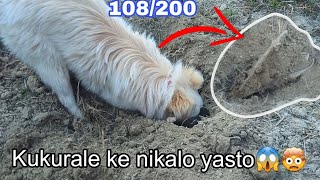 kukurale ke nikalo yesto 😱🤯 108200 Daley vlog [upl. by Phippen275]