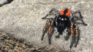 Mignonne petite araignée rouge Philaeus chrysops mâle [upl. by Ayanaj]