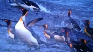 【ペンギン捕食動画】オタリアやアザラシにオットセイがペンギンを襲い捕食する動画 [upl. by Nalliuq297]