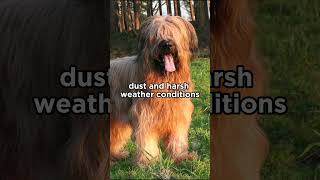 The eyebrows of the Briard dog are not just for looks briard dogs [upl. by Aihsenot]