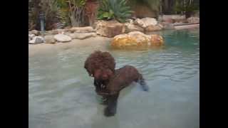 Lazy Lagotto Swimming [upl. by Waltner]