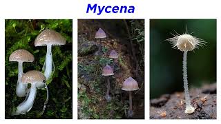 Agaricales Part 4 Entolomataceae Tricholomataceae Mycena Omphalotus and Marasmius [upl. by Acinnod]