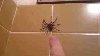 Huntsman Spider Jumps [upl. by Audrey619]