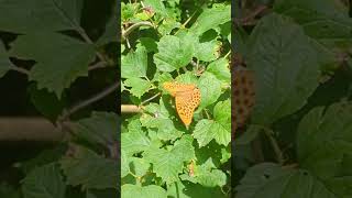 A beautiful Silverwashed Fritillary sunning itself in Norfolk [upl. by Trueblood]