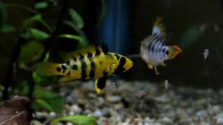 Apistogramma baenschi young pair with fry [upl. by Barbi]