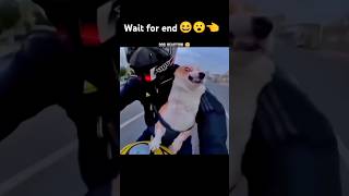 DOG SPEED BIKE FUNNY REACTION 😮🔥virelshortsvirelshorts trendingshortsviralvideo ninjazx10rlover [upl. by Winchell356]