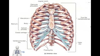 Two Minutes of Anatomy True Ribs amp False Ribs [upl. by Shriver]