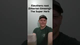 Eleuthero Root The Super Herb  Herbs Made Easy with The Herb Guy [upl. by Yesnikcm43]